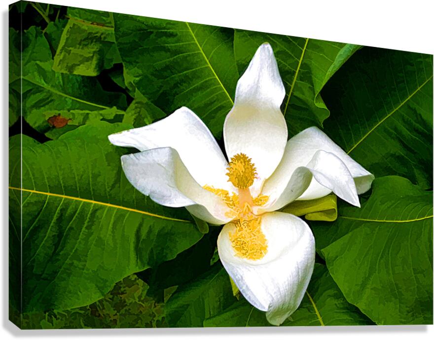 With Open Arms Canvas Print