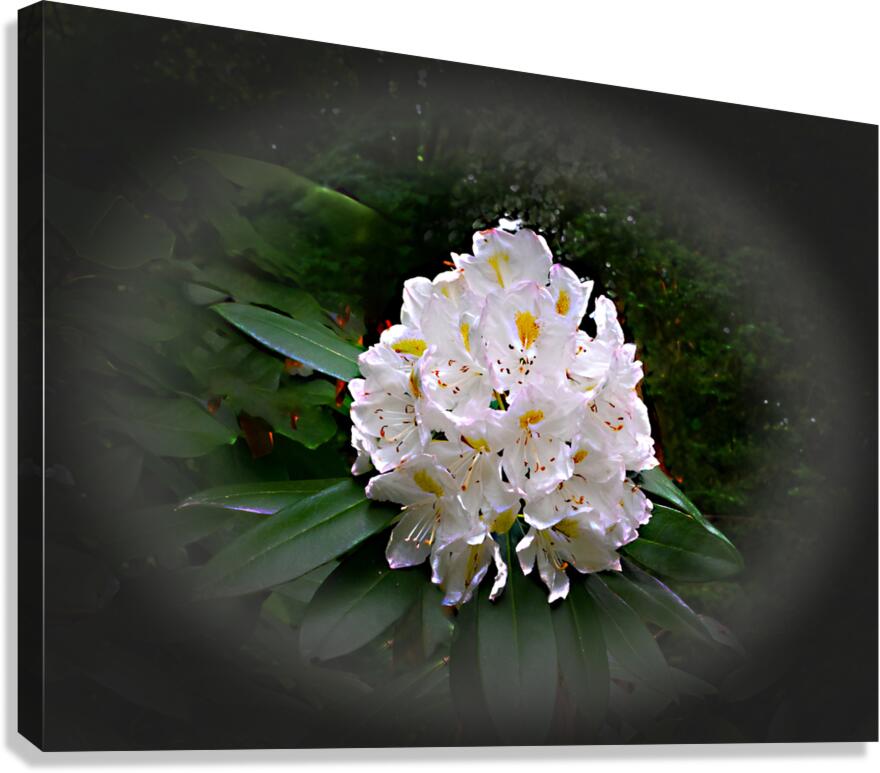 Bold  Beautiful Canvas Print