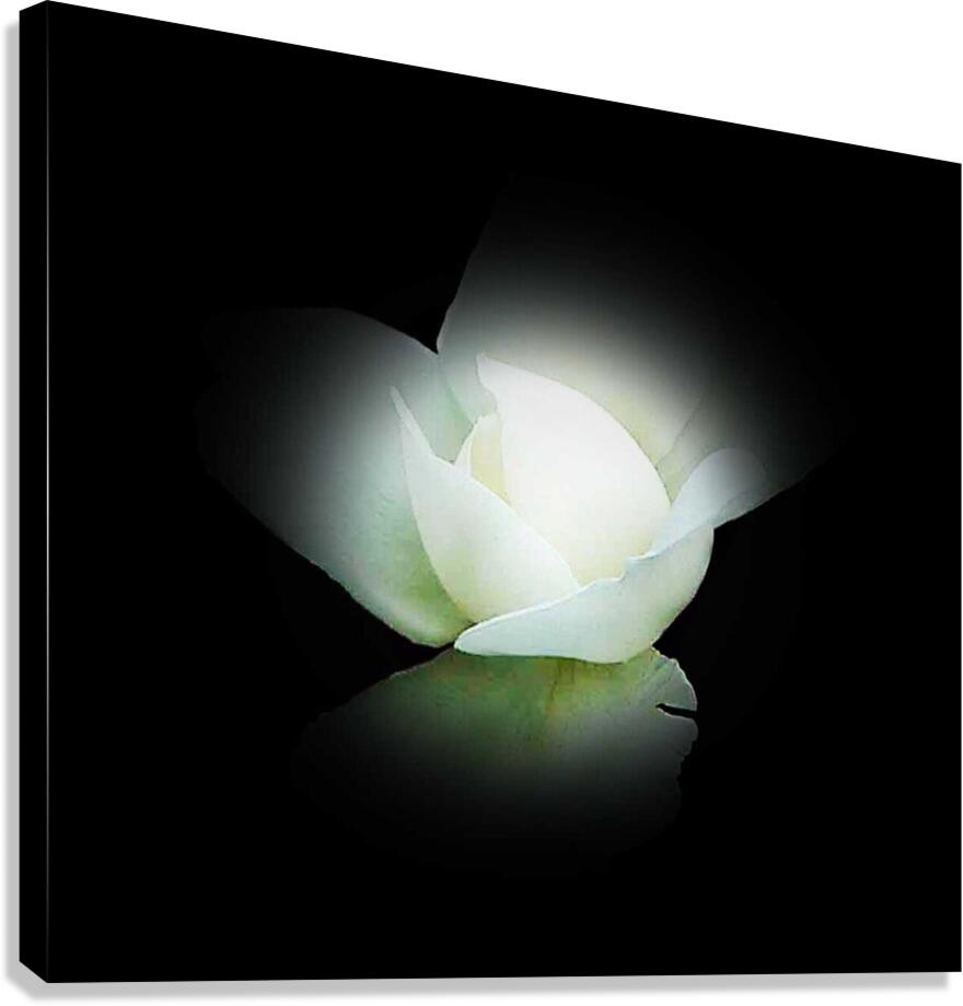 Innocence  Canvas Print