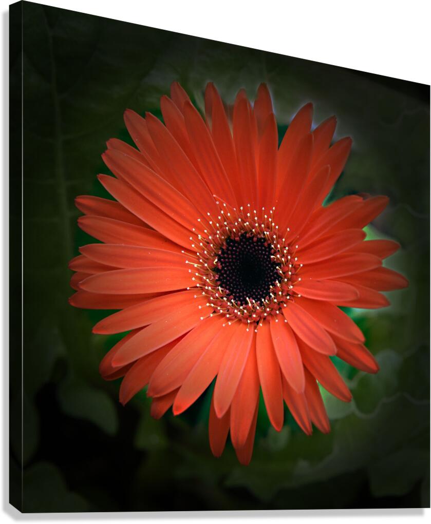 So Hot Canvas Print