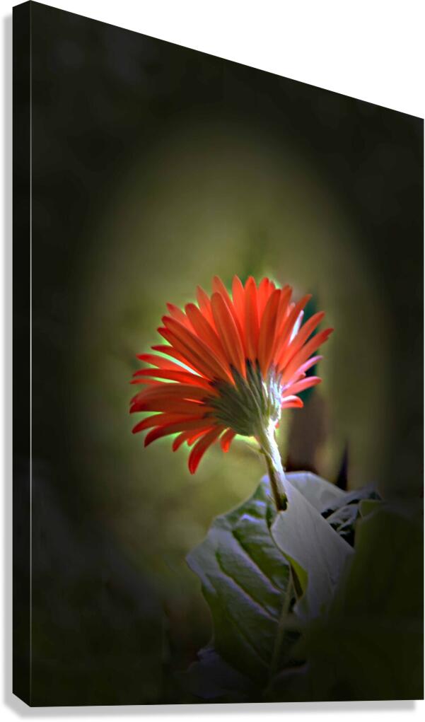 Reaching Out Canvas Print