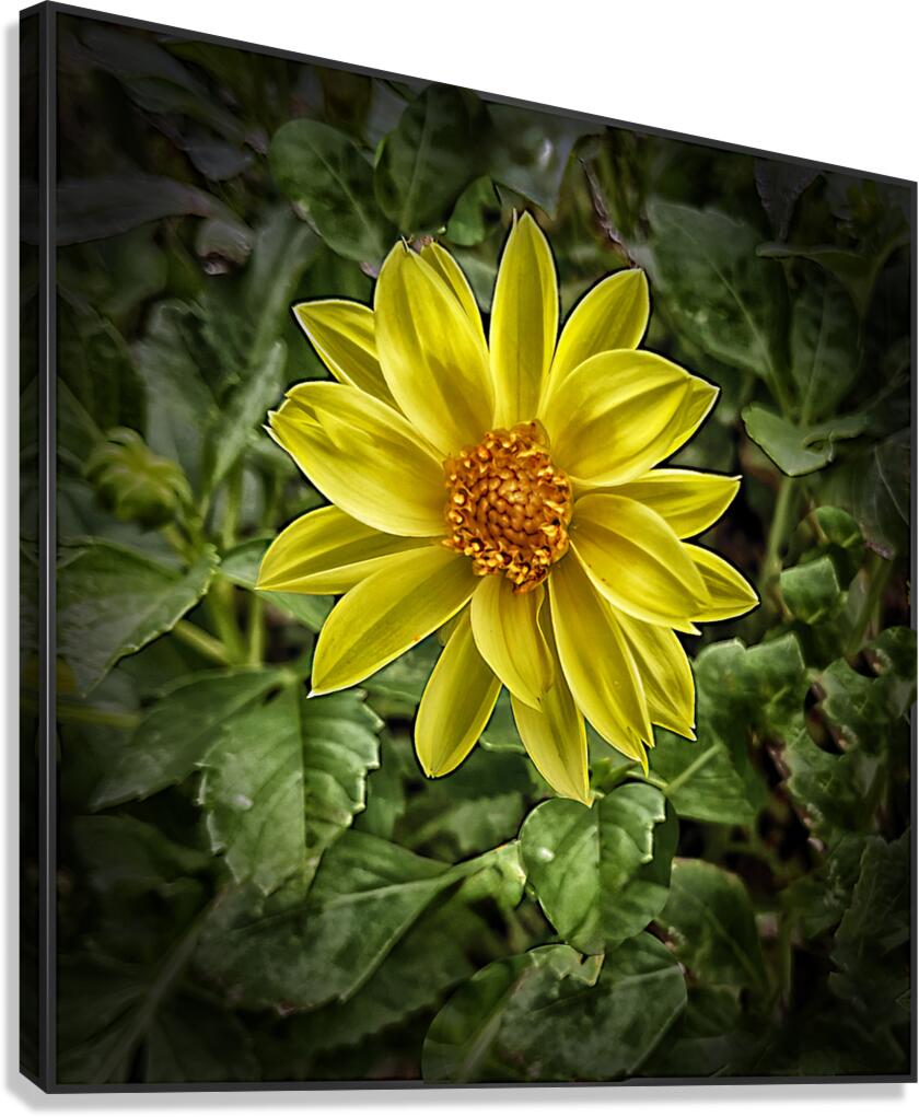 So Pretty Canvas Print