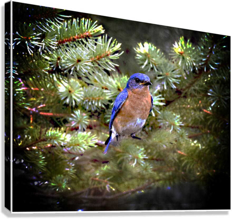 Looking At You Canvas Print