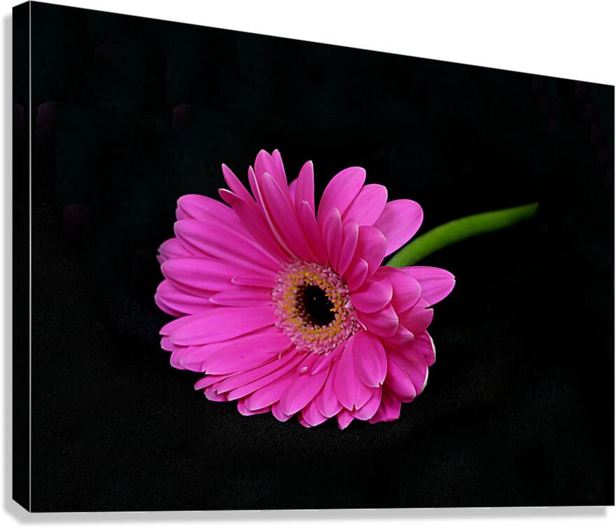 Reaching Out Canvas Print