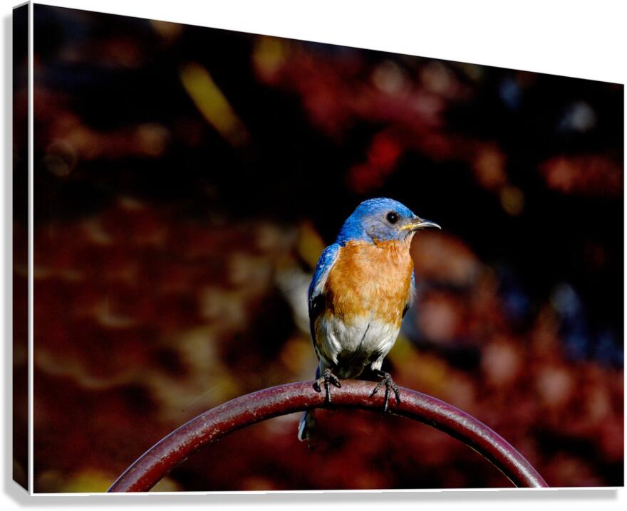 Hows This Side Canvas Print