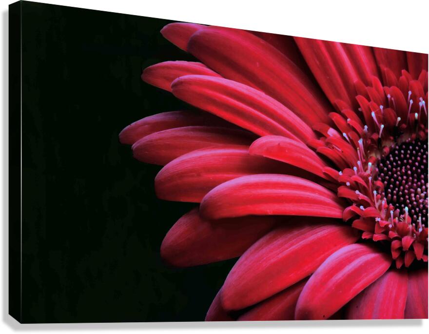 So Pretty Canvas Print
