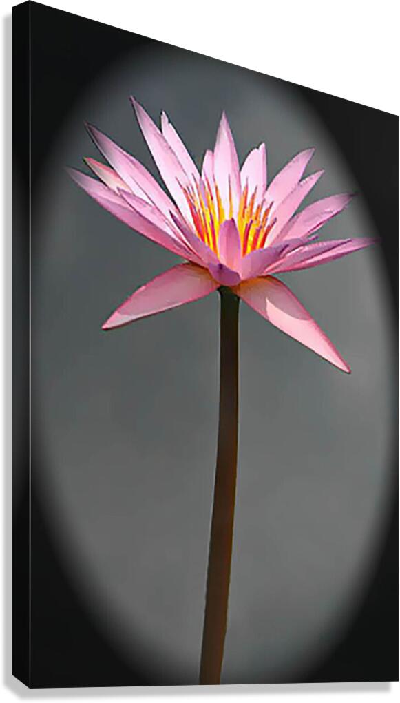 Delicate Canvas Print