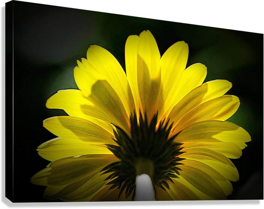 Pretty Gerber Canvas Print