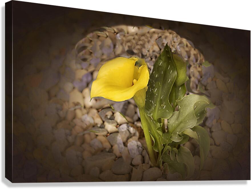 So Pretty Canvas Print