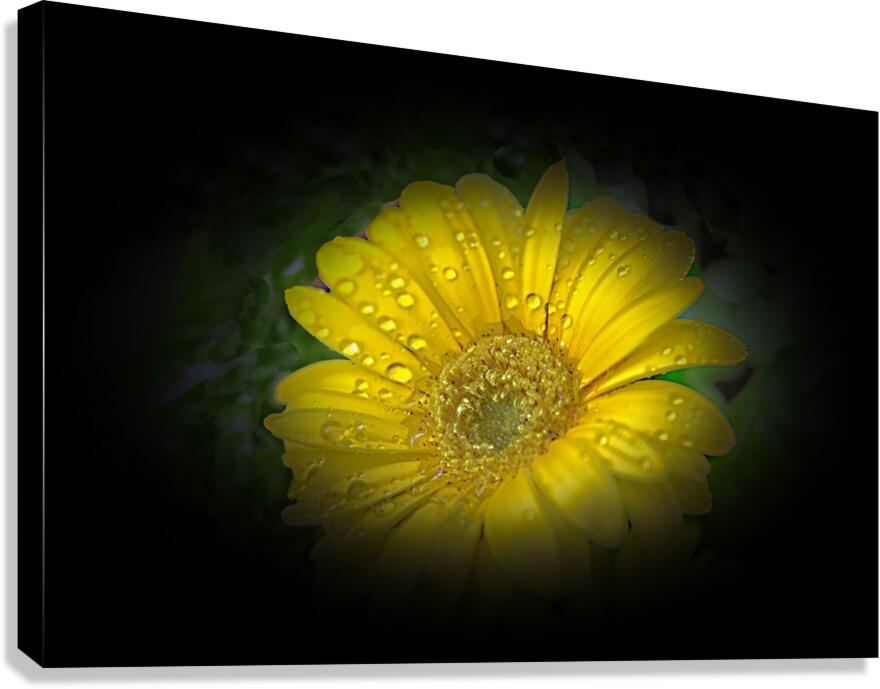 Something Special Canvas Print