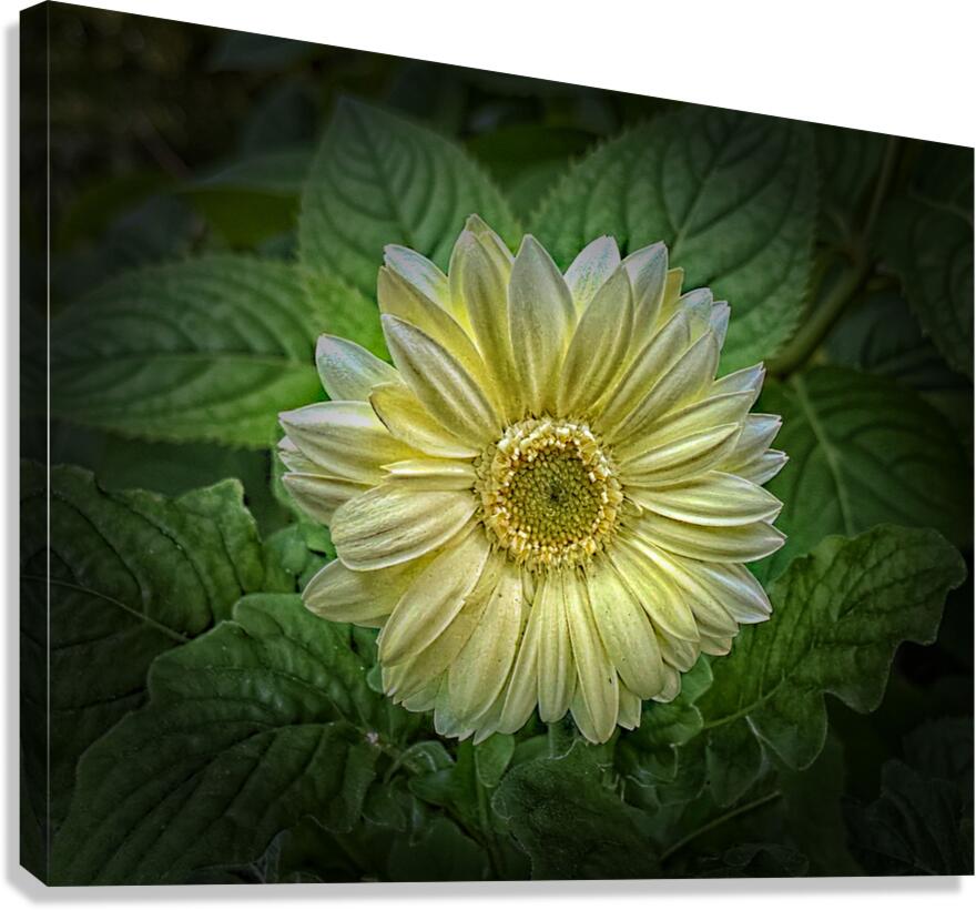 Bold Beautiful Canvas Print