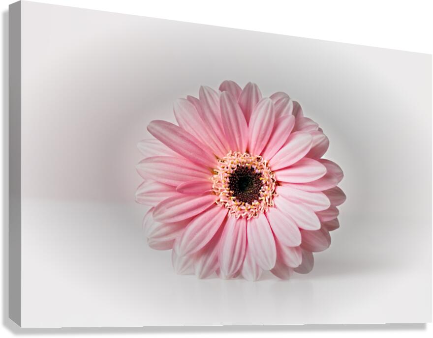 So Delicate Canvas Print