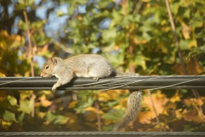 The Lounging Squirrel 
