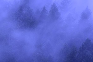 Dramatically Dense Fog Against Large Evergreens