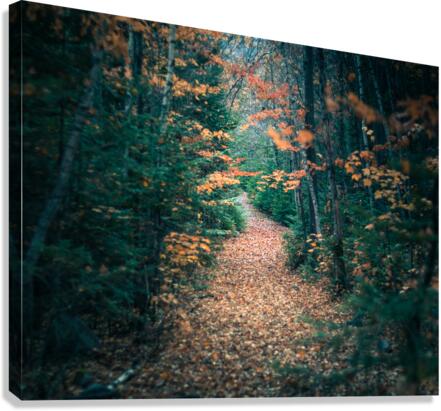 Rock lake path Canvas Print