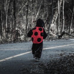 Ladybug