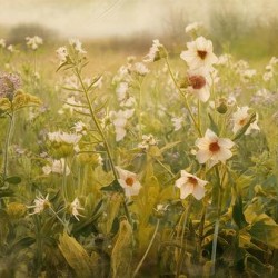 Vintage Spring Meadow - Spring Field