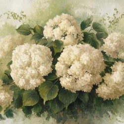 White Hydrangea