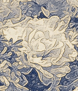 Abstract lily flower