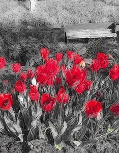 red roses in b&w