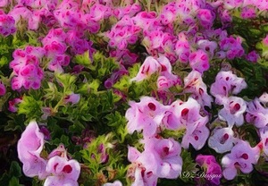 pink pansies2