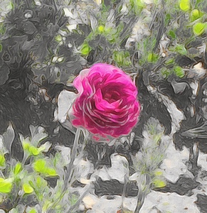 pink rose
