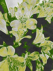 sugar sage