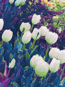 white tulips