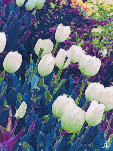 white tulips Print