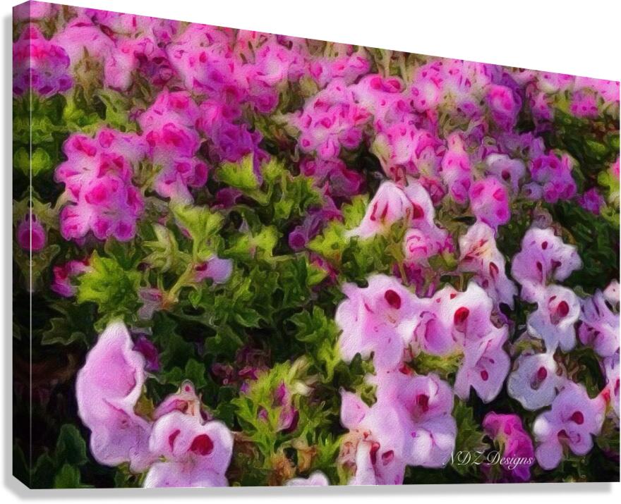 pink pansies2 Canvas Print