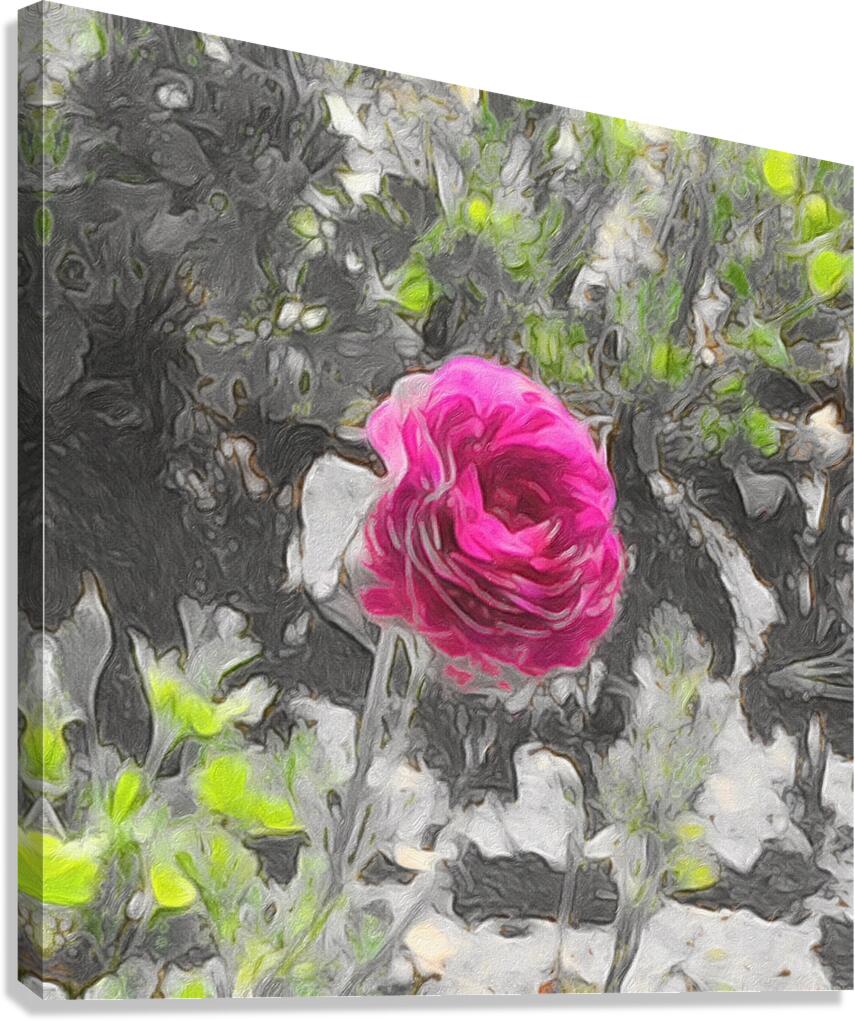 pink rose Canvas Print