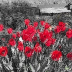 red roses in b&w