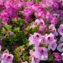 pink pansies2