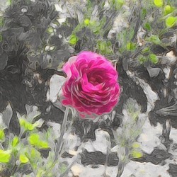 pink rose