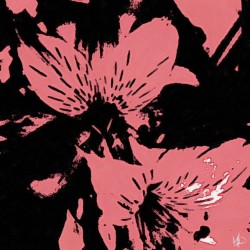 black pink
