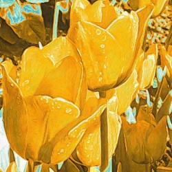 yellow tulips