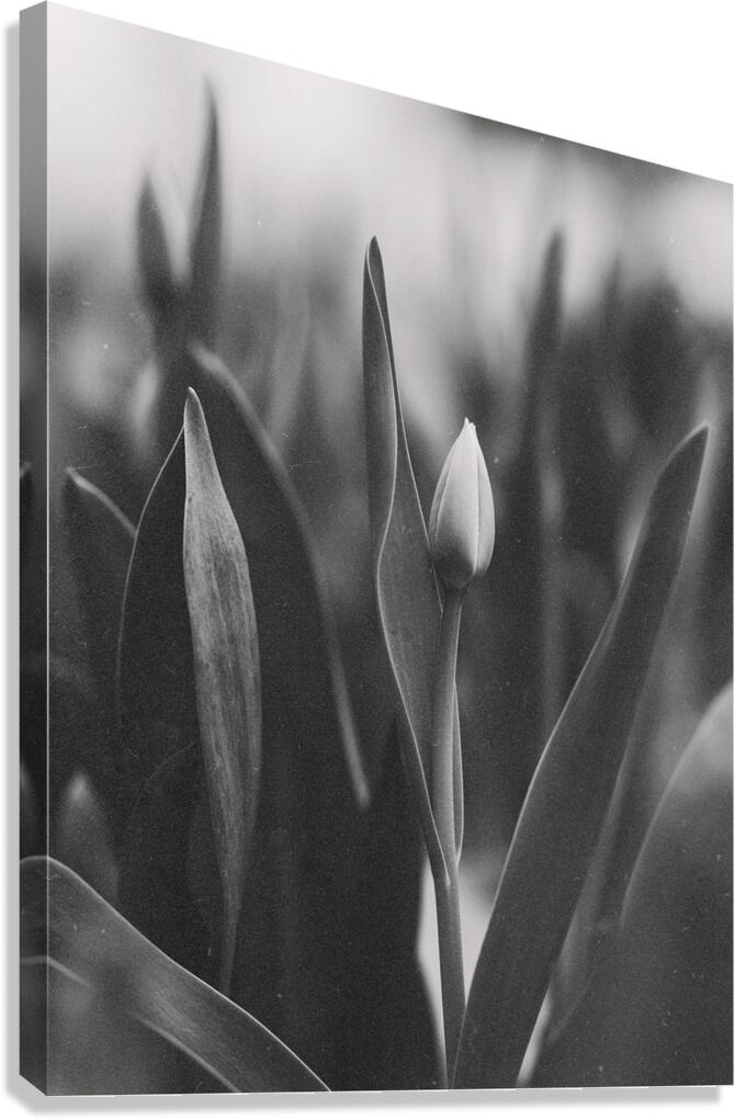 Flower Canvas Print