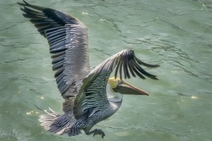 FLBirds2PRS