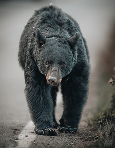 Black Bear Strut