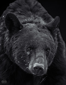 Black Bear Portrait