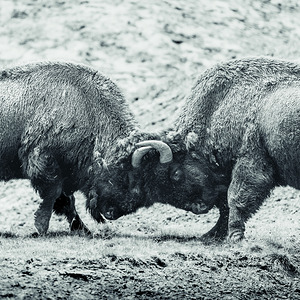 Battle for Hayden Valley B&W