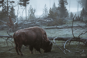 A Powerful Haze - The Bison of Yellowstone