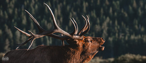 The Rutting of the Elks