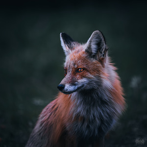 Foxy Lady Portrait