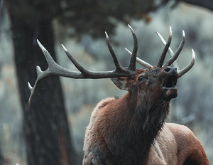 The Elk Rut 2025