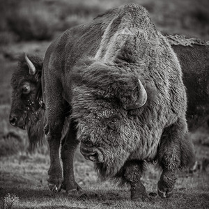 I Flip My Hair Back and Forth B&W
