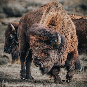 I Flip My Hair Back and Forth