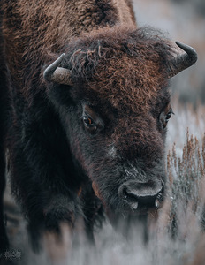Bison Yellowstone National Park October 2025