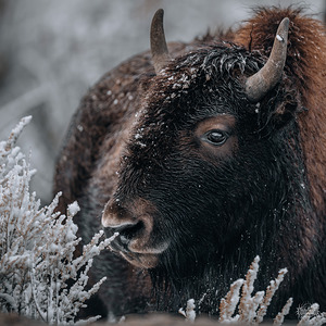 Bison 3 Yellowstone National Park