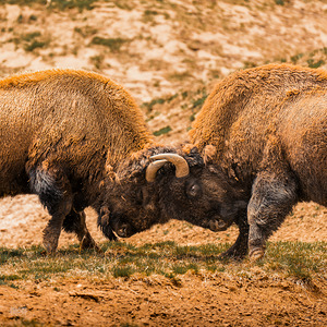 Battle For Hayden Valley